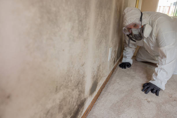 Why You Should Choose Our Mold Remediation Services in Aspen Hill, MD